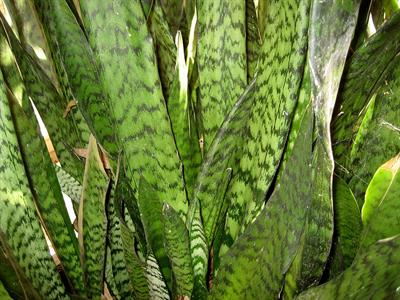 Sansevieria trifasc